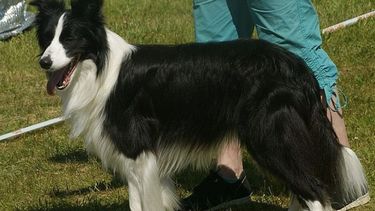 Su perro murió electrocutado en McDonald’s de Antofagasta: Corte ordena pago de $8 millones a dueña