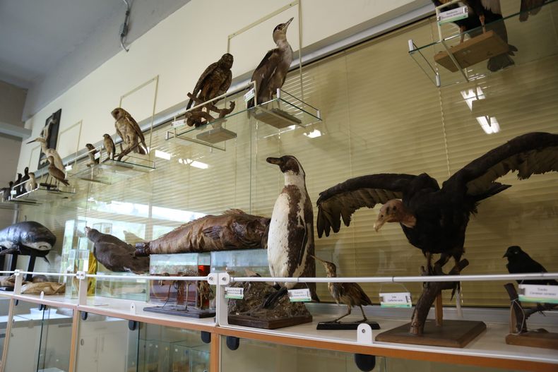 Animales embalsamados scaled.jpg