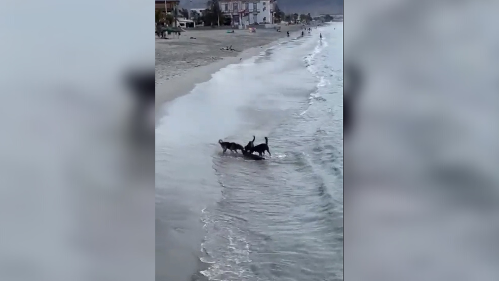 VIDEO | Ataque de perros a lobo marino genera alerta por mala práctica y riesgo de gripe aviar