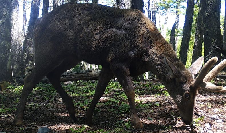 Huemul camara trampa scaled.jpg