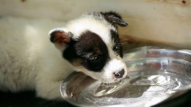 Imagen referecial sobre maltrato animal - Agencia Uno