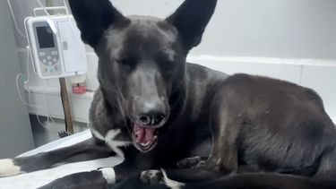 El Desconcierto | Perro abusado por hombre en situación de calle