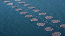 Salmoneras que pretenden instalar en Reserva Nacional Kawésqar estarían fuera de la norma