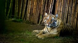 COVID-19 se expande en animales: zoológico de Nueva York confirma brote en ocho felinos