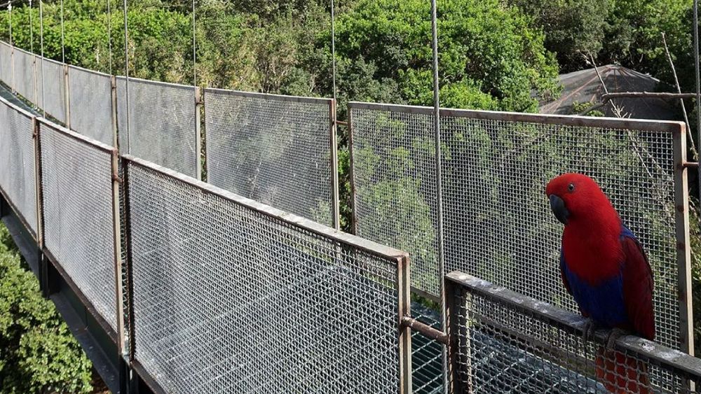Javiera Rojas, encargada de Programas del Parque Tricao, detalla las prácticas de turismo sustentable, el trabajo de conservación de fauna y los logros del proyecto educativo Aula Tricao.
