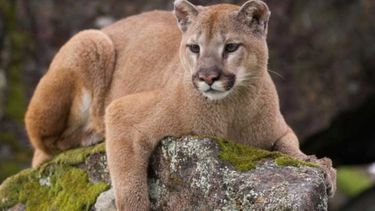 VIDEO| Animales en Patagonia: El puma puede convivir con el ganado en el sur de Chile