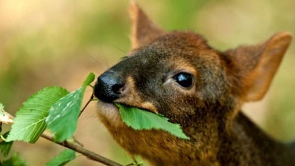 Chiloé: Denuncian muerte de pudú tras brutal golpiza de mujer en Dalcahue