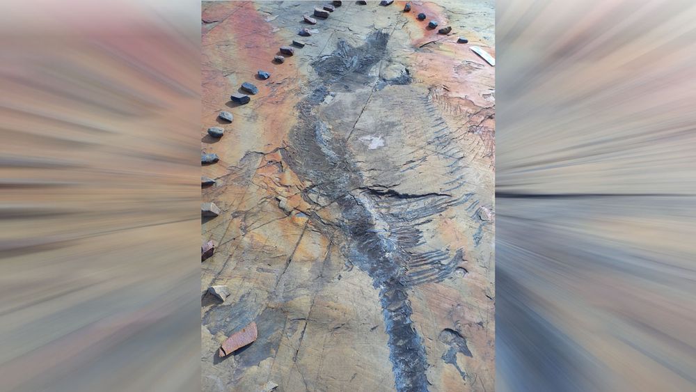 Logran recuperar al primer ictiosaurio completo desde un glaciar en la Patagonia chilena