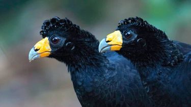 El Desconcierto | Black curassow Crax alector Colombia_D Shapiro_Alamy_TREGT5 1400x934 1 1400x720 1.jpeg