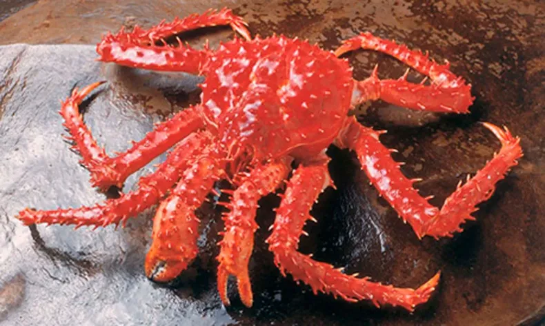 22982 colusion de la centolla.webp