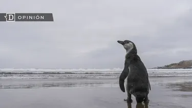 El Desconcierto | 16071 un pinguino frente al mar.webp