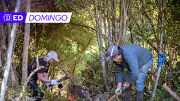 Reforestación y cosecha de agua: soluciones comunitarias cobran impulso contra la sequía