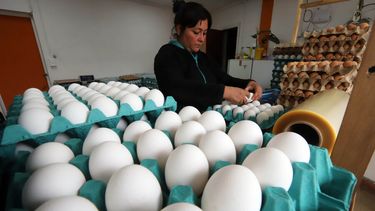 Producción de huevos blancos extra grande creció 23,2% durante abril según INE