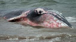 Sernapesca presentó denuncia por ballena muerta en centro de cultivo de salmón
