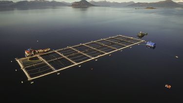 cambio de norma permite intensificar produccion en 55 centros salmoneros a pedido de tres empresas