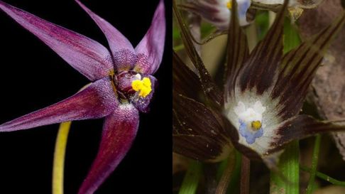 Descubren 4 nuevas plantas amenazadas parientes del ajo y la cebolla entre OHiggins y La Araucanía