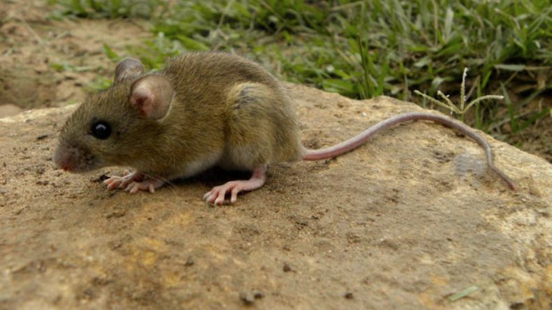 Ratón colilargo que transmite el Virus Hanta - Captura de video