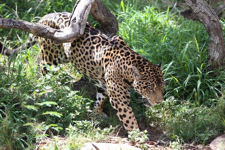 JAGUAR.jpg