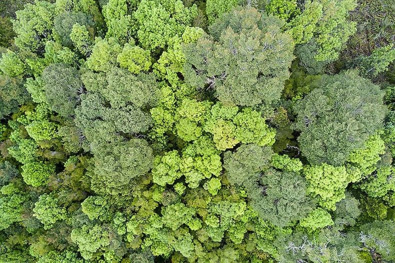 bosques 1.jpeg