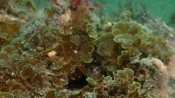 Registran por primera vez en Chile la presencia del “alga abanico” en la zona austral