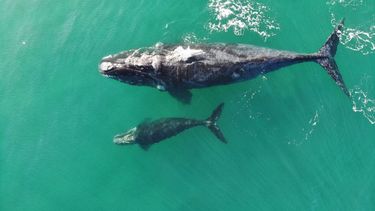 Día mundial de la ballena: valor ecoturístico de los grandes cetáceos en su paso por Chile