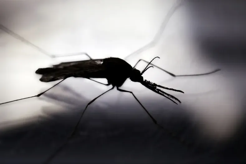 24428 mosquito islandia.webp