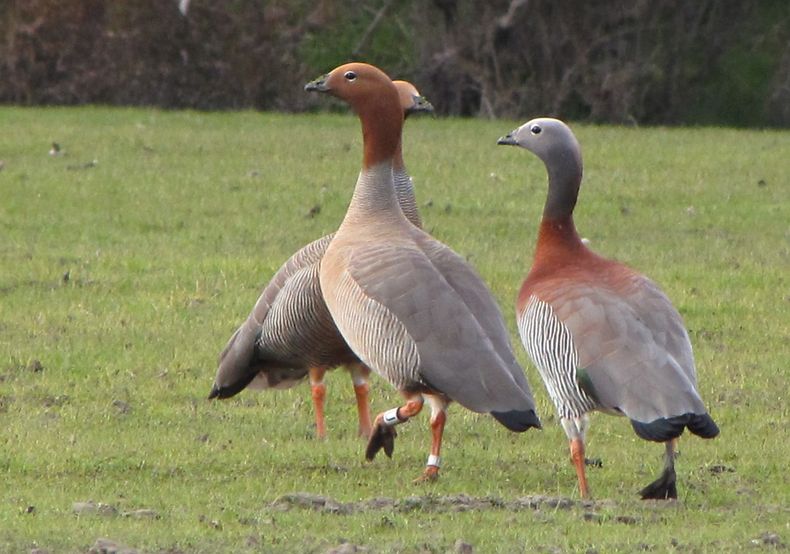 Canquen colorado.jpeg