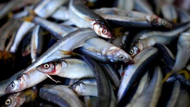 Pese a reparos en jurel: Exitosa votación por fraccionamiento dejó felices a pescadores artesanales