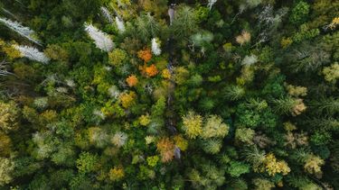 La nueva Guía de Greenshouting es gratuita y busca que empresas comuniquen sus avances ambientales con evidencia y sostenibilidad, evitando el greenwashing.