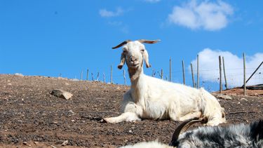 El Desconcierto | 12. La migracion rural de Illapel y la pugna por el agua Foto 3.jpg