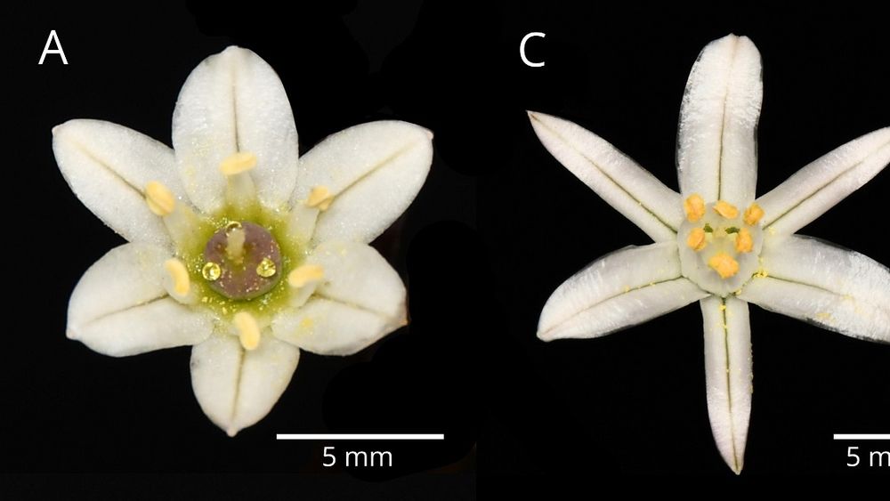 Nueva especie del desierto florido.&nbsp;