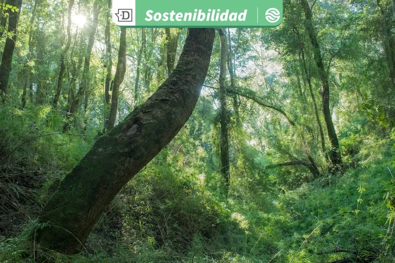 30569 diseno sin titulo 2026 02 27t111942.webp