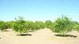 Contaminaría oasis único en el desierto: Indígenas reclaman contra ampliación de minera en Pica