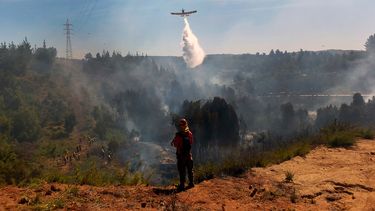 Científicos por incendios: solicitan que forestales se sometan a evaluación ambiental