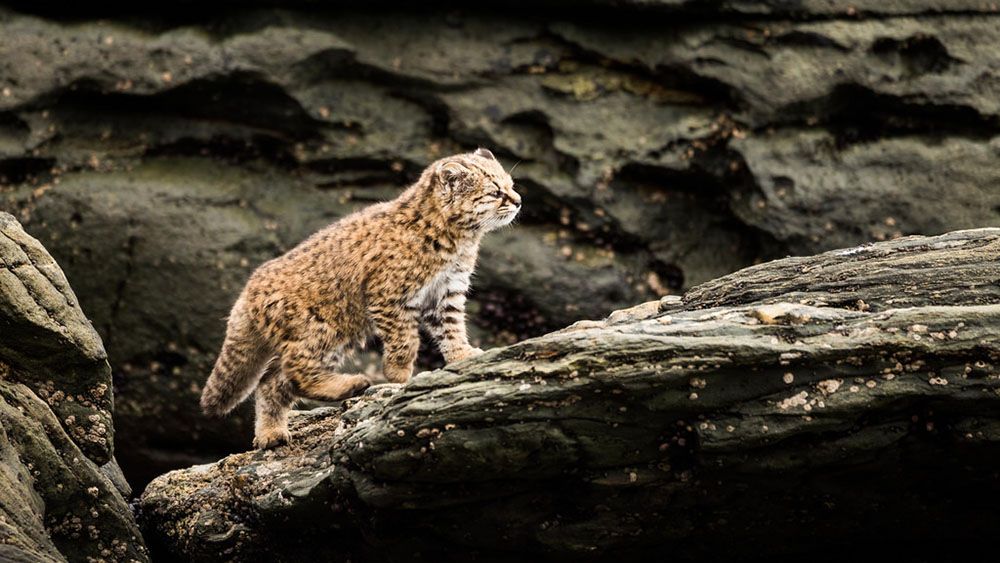 Gato guiña, nativo de Chile. La especie está siendo afectada por enfermedades contagiadas por perros y gatos.&nbsp;
