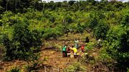 Comunidades indígenas de la Amazonía —uitoto, yukuna, tukano y bora— mantienen las chagras, un cultivo itinerante que regenera el bosque, captura carbono y ofrece una alternativa al monocultivo frente a la crisis climática y la pérdida de biodiversidad.