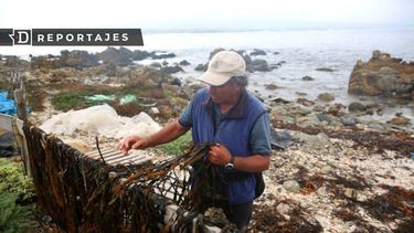 Acusan que derecha desconoce a algueros en nueva Ley de Pesca por no aparecer en la RAE