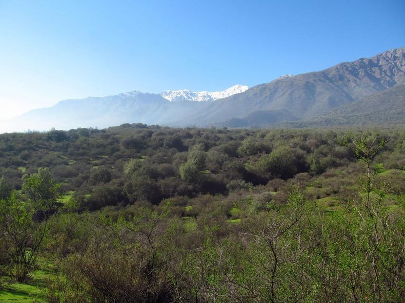 bosque panul.jpg
