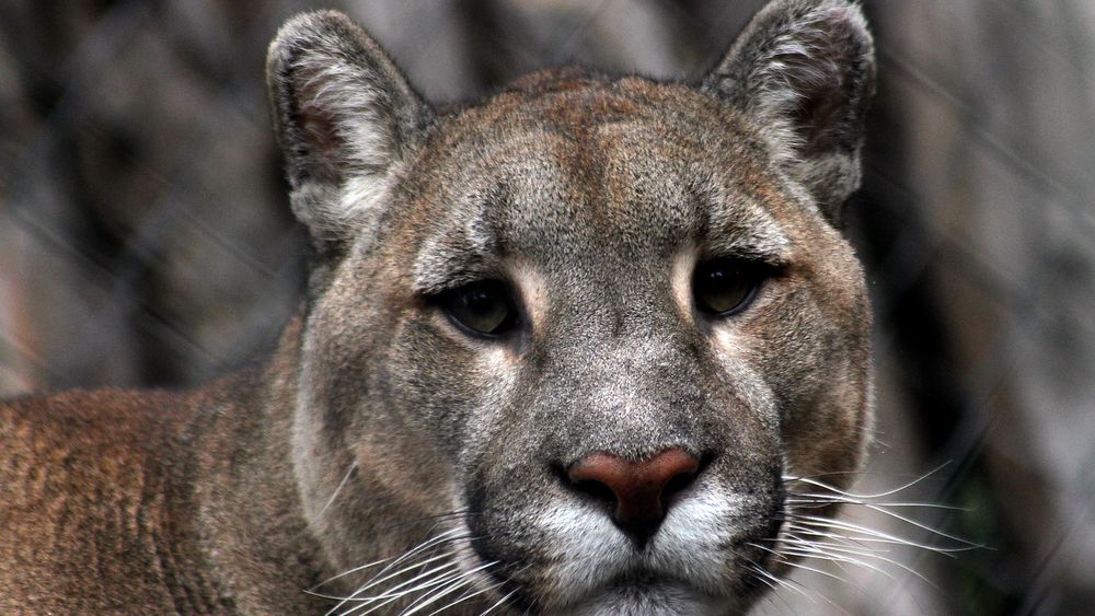 Imagen referencial sobre un puma chileno - Agencia Uno