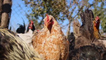 OMS advierte y preocupa con declaraciones sobre Gripe Aviar: Se está acercando a humanos