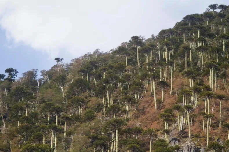 20111 melipeuco.webp