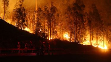 “Salvar los bosques en Chile”: Juntan firmas para exigir al Gobierno cambiar modelo forestal