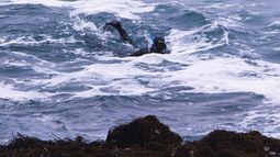 Corroe los huesos: Peligrosa enfermedad laboral afecta a buzos salmoneros en Chile