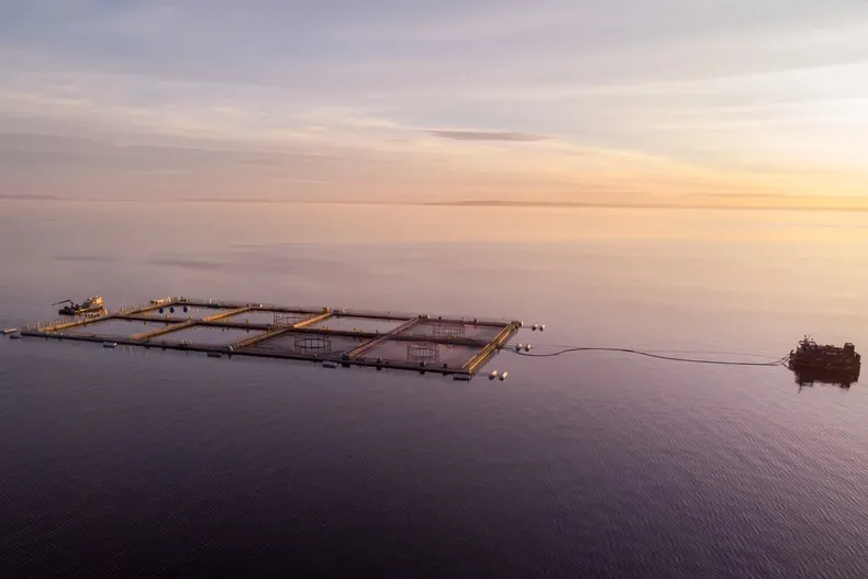 20424 salmoneras 2.webp