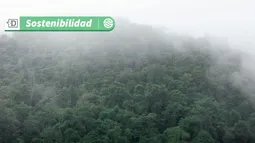 Loteos ecológicos: la fórmula para proteger los bosques nativos y mitigar riesgos por deforestación y cambio climático