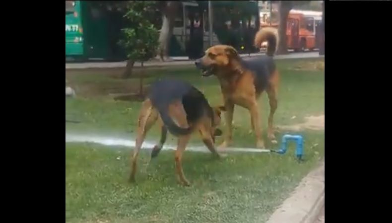 perritos.jpg