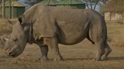 Reptiles y fauna marina usados por moda del lujo son rescatados en operativo internacional