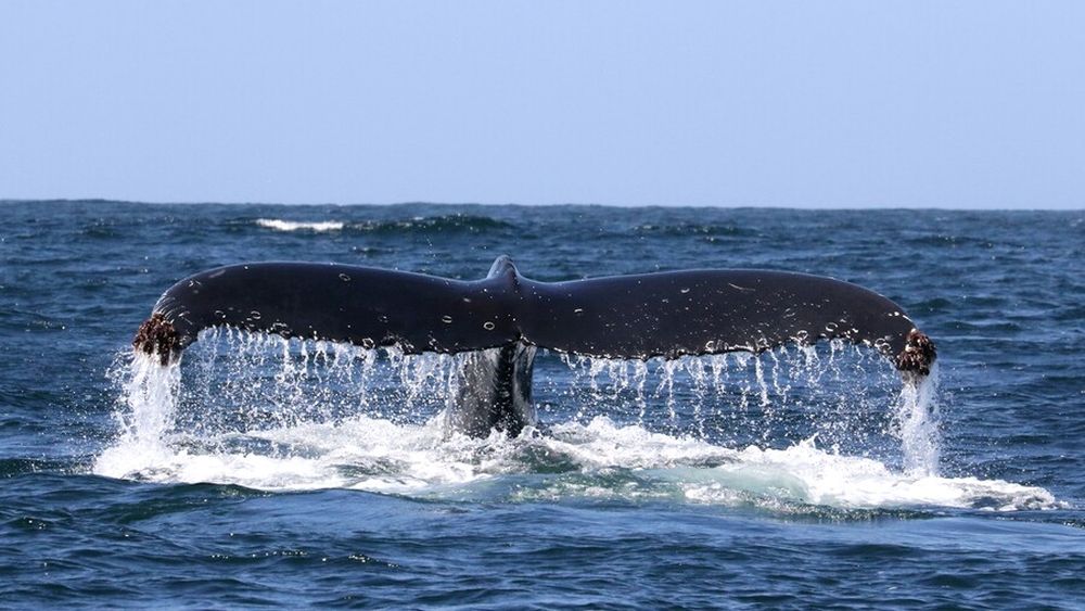 Científica chilena mapeará dónde comen las ballenas para limitar la extracción de krill