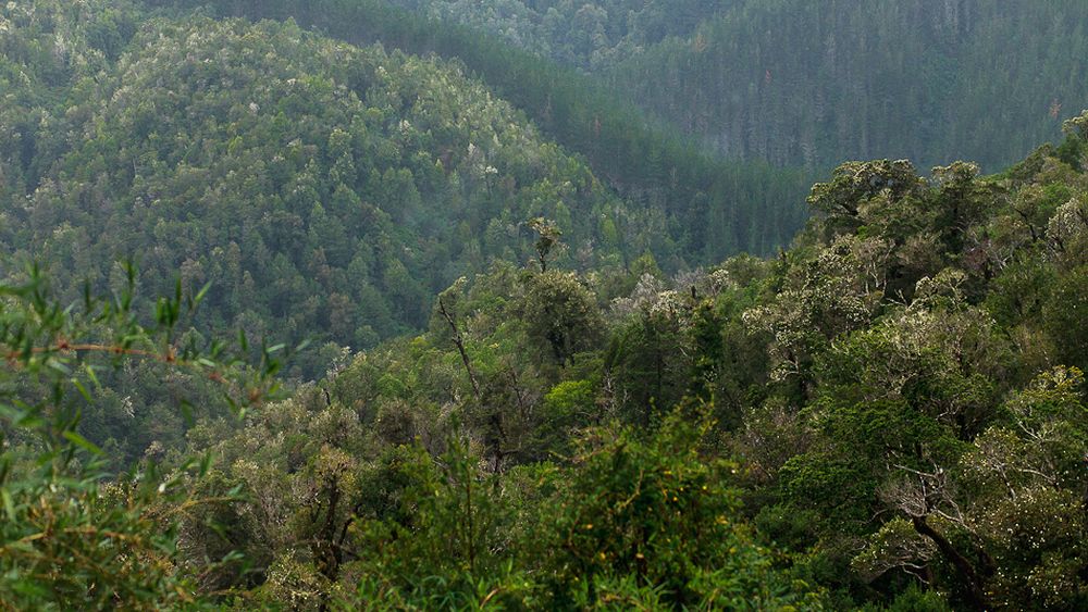 Terram lanza propuesta de directrices ambientales para una Nueva Constitución