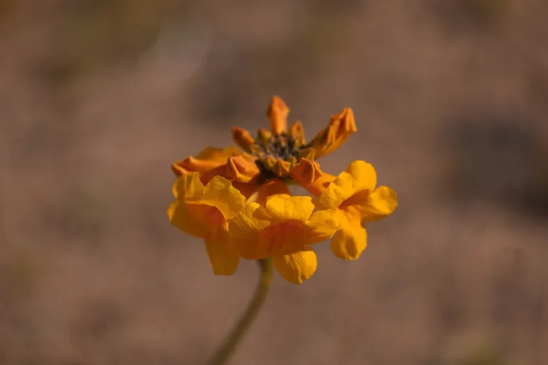 14487 a uno 1590593.webp